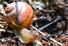 Bänderschnecke (2).jpg